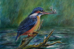 Eisvogel