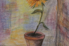 Sonnenblume im Topf